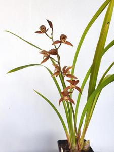 Cymbidium Darch Primary