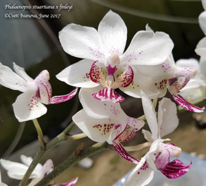 Phalaenopsis Fine Art