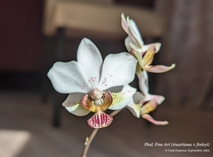 Phalaenopsis Fine Art