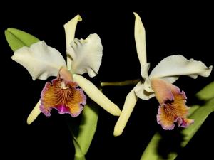 Cattleya Marilyn Lew