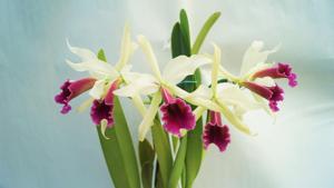 Cattleya Marilyn Lew