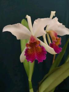 Cattleya Marilyn Lew