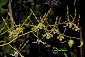 Dendrobium Doni Suryantoro