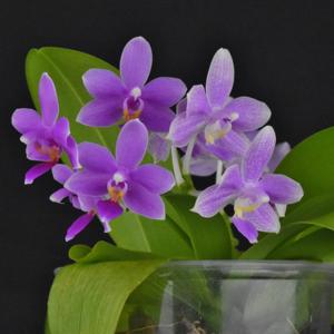 Phalaenopsis Heidrun Fischer