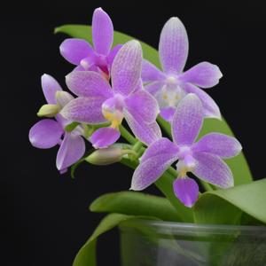 Phalaenopsis Heidrun Fischer