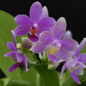 Phalaenopsis Heidrun Fischer