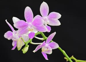 Phalaenopsis Heidrun Fischer