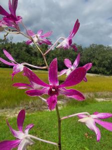 Dendrobium Quintals Twinkle