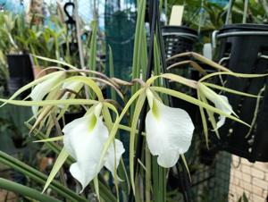 Brassavola Burnett Taurus