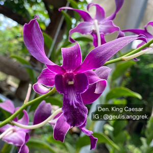 Dendrobium King Caesar