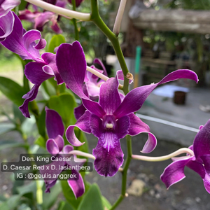 Dendrobium King Caesar