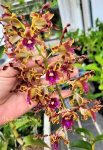 Dendrobium Tute Beauty