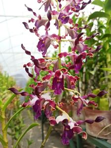Dendrobium Tute Beauty