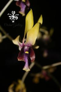 Dendrobium Harini Dewanty