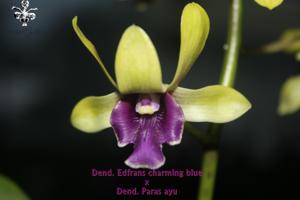 Dendrobium Harini Dewanty