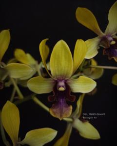 Dendrobium Harini Dewanty