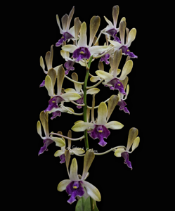 Dendrobium Harini Dewanty