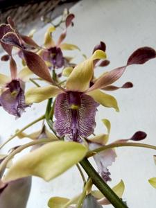 Dendrobium Twilight Beauty