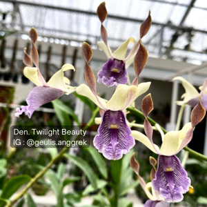 Dendrobium Twilight Beauty