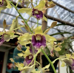 Dendrobium Twilight Beauty