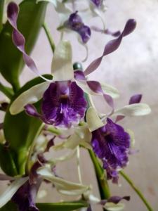 Dendrobium Twilight Beauty