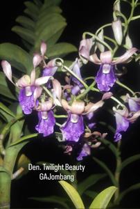 Dendrobium Twilight Beauty