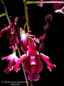 Dendrobium Scarlet Dragon