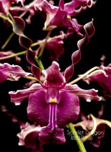 Dendrobium Scarlet Dragon