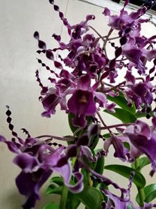 Dendrobium Scarlet Dragon