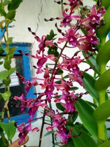 Dendrobium Scarlet Dragon