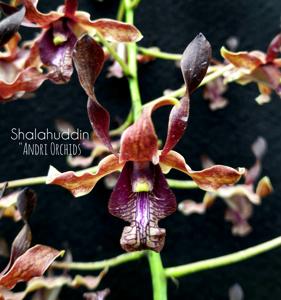 Dendrobium Shalahuddin