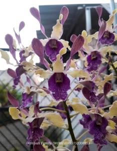 Dendrobium Shalahuddin
