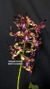Dendrobium Shalahuddin