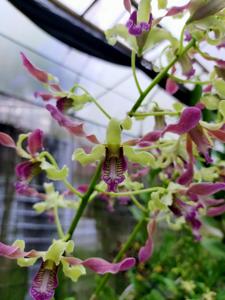 Dendrobium Memoria Wiwik Hidayati