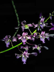 Dendrobium Memoria Wiwik Hidayati