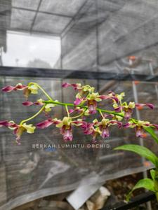 Dendrobium Memoria Wiwik Hidayati