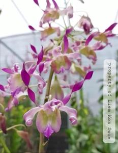 Dendrobium Aya Sophia