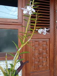 Dendrobium Lumajang Unique