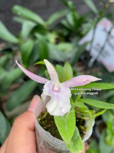 Dendrobium Lumajang Unique