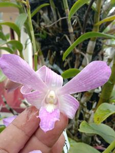 Dendrobium Merah Putih