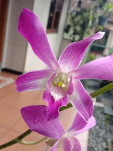 Dendrobium Merah Putih