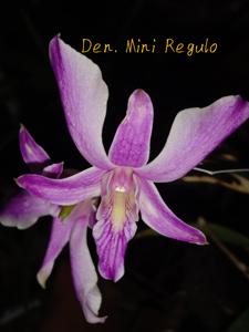 Dendrobium Mini Regulo