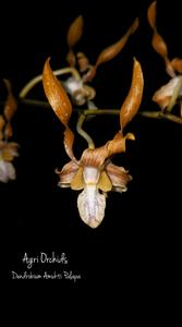 Dendrobium Amukti Palapa