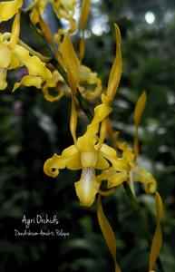 Dendrobium Amukti Palapa