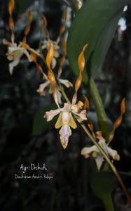 Dendrobium Amukti Palapa