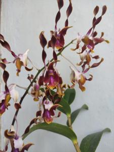 Dendrobium Rinai Pambasuah Luko