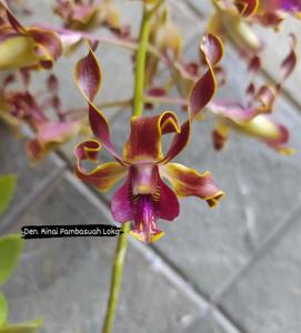 Dendrobium Rinai Pambasuah Luko