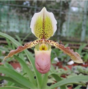 Paphiopedilum Soetamdyah Sweetbark