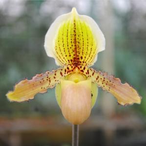 Paphiopedilum Soetamdyah Sweetbark