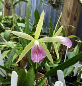 Brassocattleya Reneé Gerber